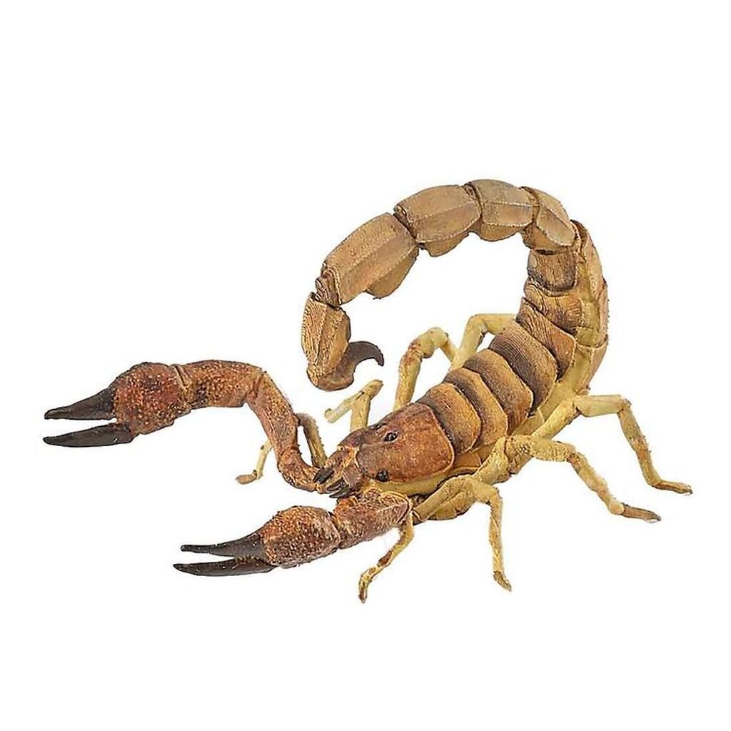 Papo Skorpion - H: 5 cm