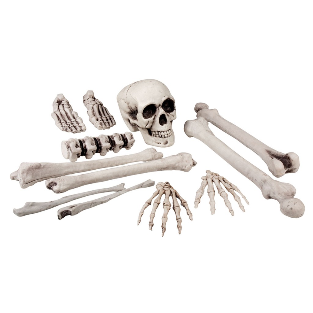 Sæt med 12 skeletdele