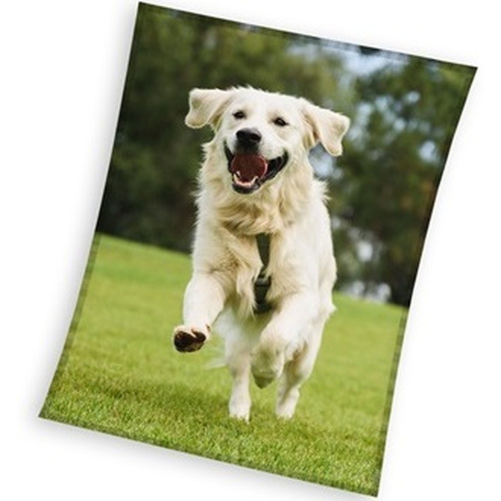 Hund Coral Fleece tæppe - 150 x 200 cm