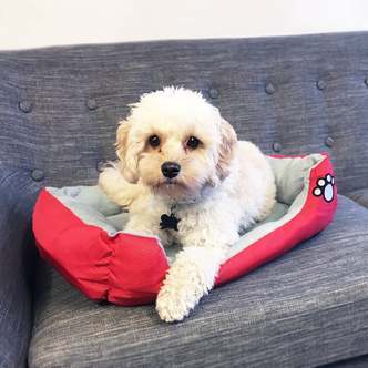 Hundekurv/kattekurv 55 - 80 cm flere farver - Rød SMALL