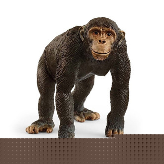 Chimpanse