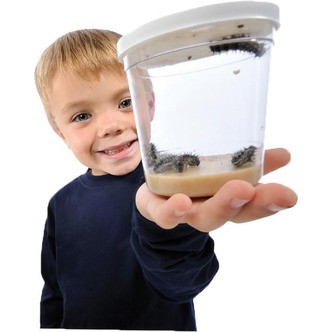 Refill Sommerfugle larver 5 stk, kupon