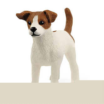 Jack Russell-Terrier