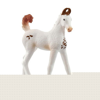 Marwari Foal