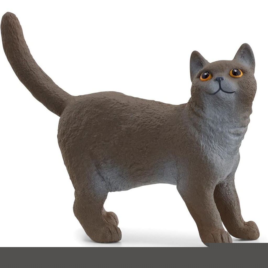 British Shorthair kat