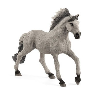 Sorraia Mustang-Hingst