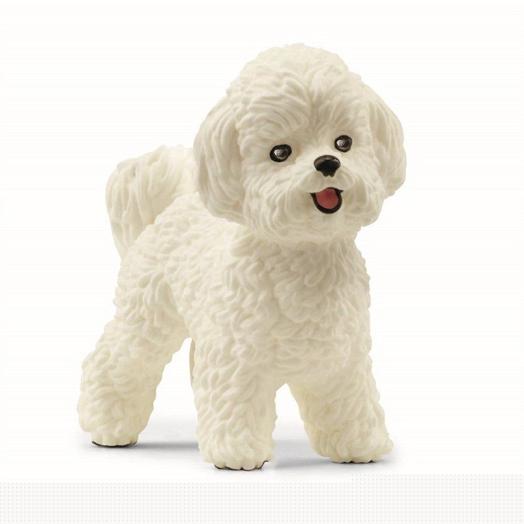 Bichon Frisé
