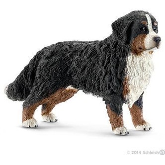 Berner Sennenhund, hun