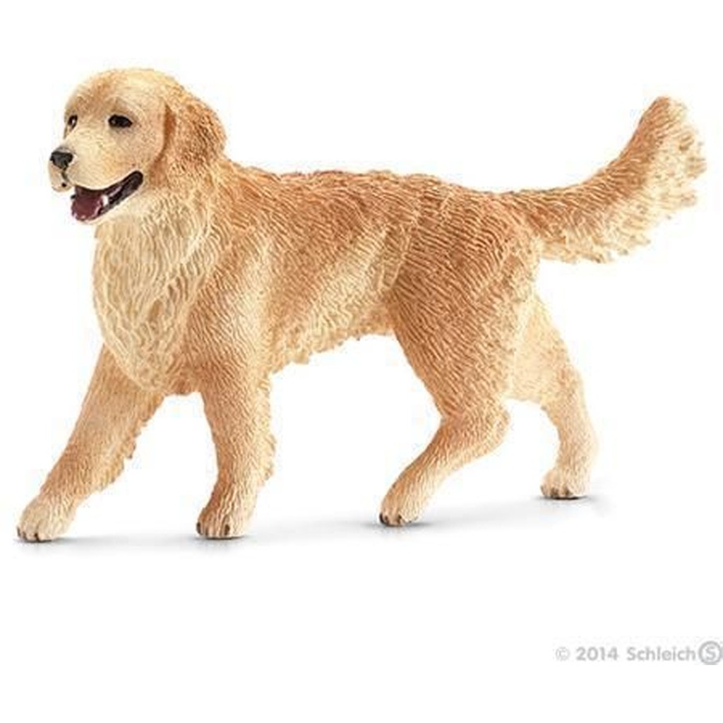 Golden retriever, hun