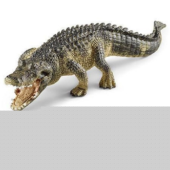 Alligator