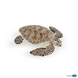 Loggerhead Skildpadde, Papo
