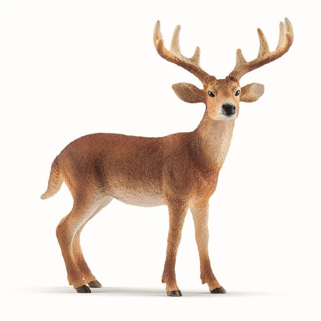 Hvidhalet Hjort, Buk, Schleich