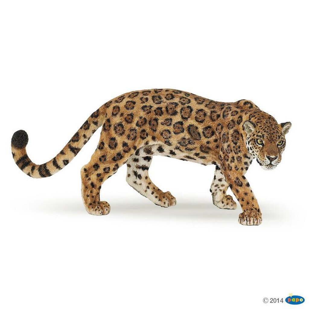 Jaguar, Papo